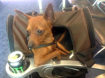 Mollo Tutto tranne Fido: Un piccolo cane in volo per le Bahamas